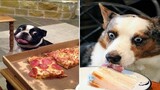 Funny Animals Reaction |  Dogs and Cats Reaction to Food | funny animals reaction try not to laugh