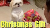 My Dog Reacts to His Christmas Gift | Cute & Funny Shih Tzu Dog Video