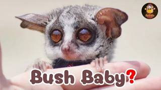 บุชเบบี้ (Bush Baby) สัตว์เลี้ยงน่ารักที่หลายคนอาจยังไม่รู้จัก