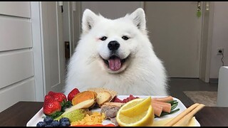 【ASMR】孤独的美食狗2 || Mayapolarbear【斑豆搬运】