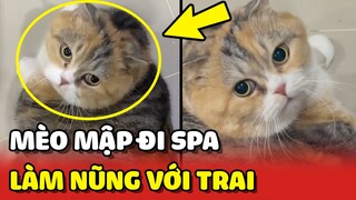 Bé MÈO MẬP bị bắt quả tang LÀM NŨNG với trai trong spa thú cưng 😂 | Yêu Lu