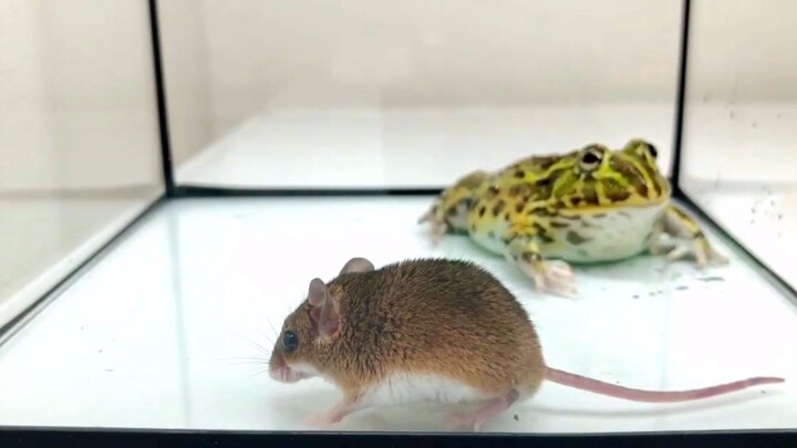 Tikus sebesar ini dimakan sekali habis oleh katak!