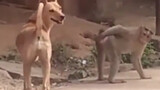 Collection of funny moments for animals