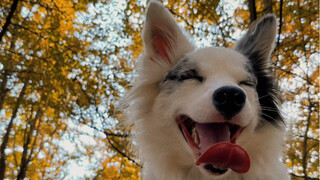 Hari ini saya pergi melihat daun ginkgo bersama teman baik dan anjing saya.