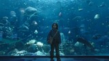 [Remix]Ini Pelindung Lautan yang Sesungguhnya|<Aquaman>