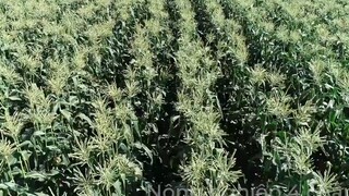 Công Nghệ Canh Tác Ngô Ở Mỹ Hiện Đại Đến Mức Nào