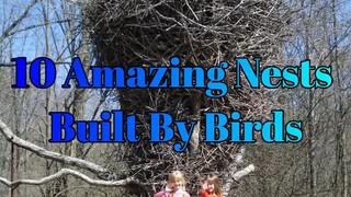 The Best Bird Nest in the World