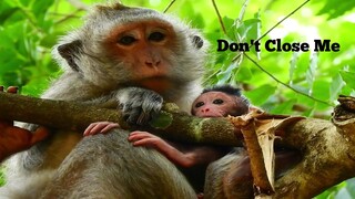 No No..!! Don't Close me like this, Monkey Hug Her Baby Like closing way to baby can't remove