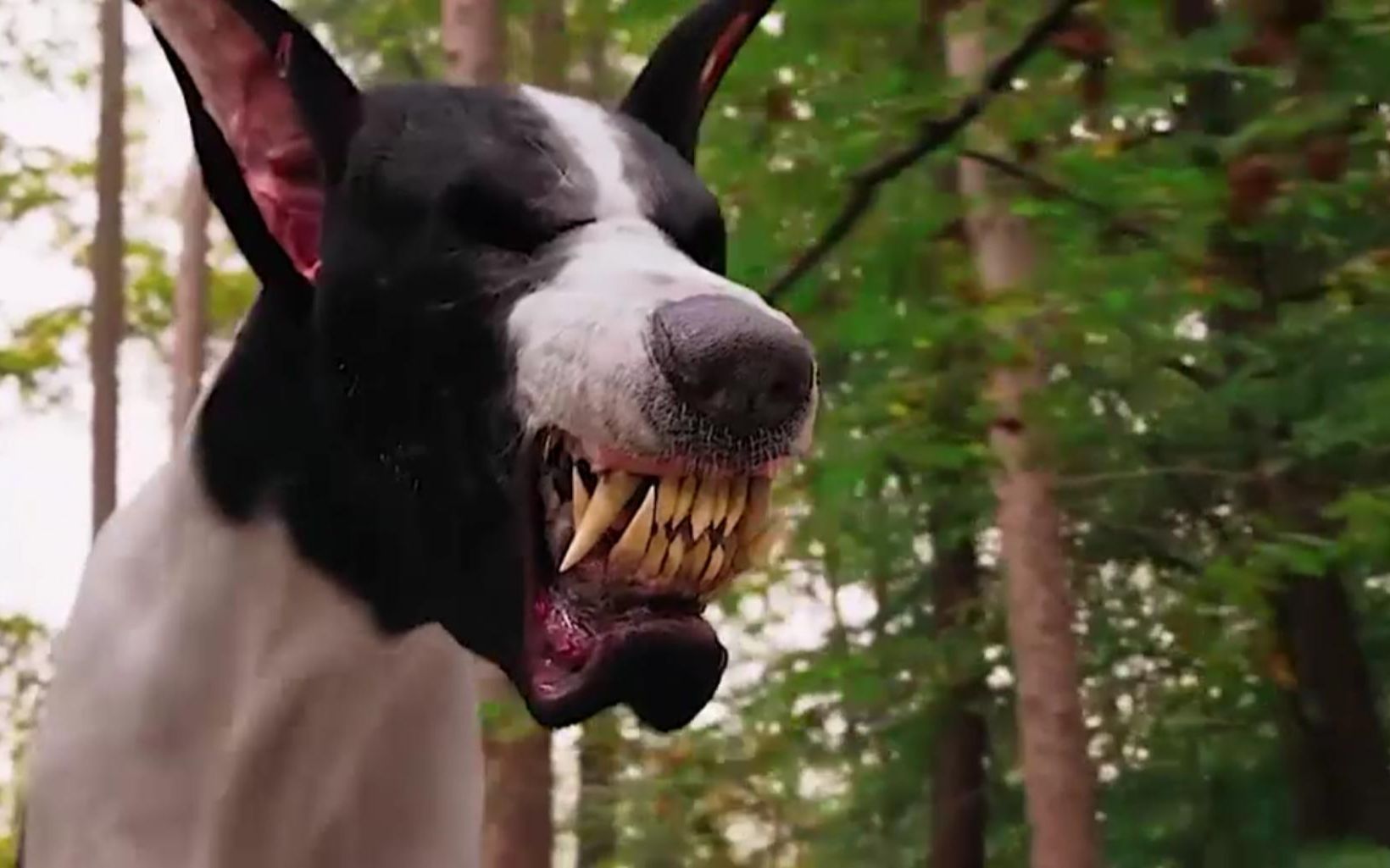 what kind of dog is in good omens