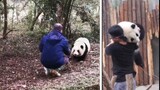 [Panda Hehua] เจ้าเหอฮวากับคุณปู่และพี่เลี้ยง