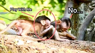 Amazing!, Baby Monkey Happy To Playing With Friends, Lovely Baby Monkey Play And Try Eat Extra Food