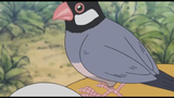 Doraemi và Nobita Khổ sở chỉ vì một chú chim