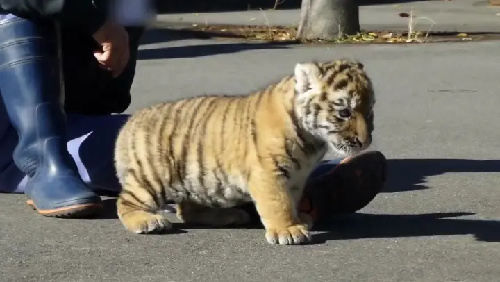 Chubby baby tiger plays ourside for the first time