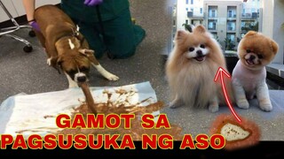 DAPAT GAWIN SA PAGSUSUKA NG ASO | HOME REMEDIES