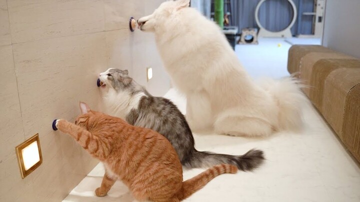 [Cats] Jika Diam-Diam Menempel Snack Mereka Di Dinding...