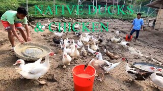 ANO DAW ANG PINAPAKAIN KO PARA MABILIS LUMAKI AT MANGITLOG ANG NATIVE CHICKENS