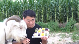 The goat eats the glutinous cake so fast!