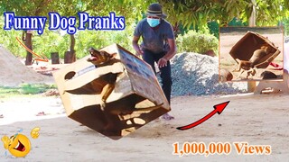 [TOP 1] Funny Dog vs Super Huge Box Prank, Very Funny Prank of the Year!