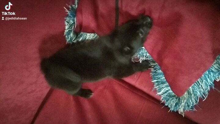 dog, dasty