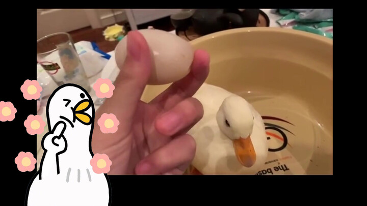 Recording a call duck laying an egg