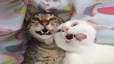 Funniest Cats 😹 - อย่าพยายามกลั้นเสียงหัวเราะ😂