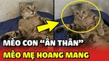 Mèo mẹ HOANG MANG với màn ẨN THÂN CHI THUẬT của mèo con 😂 | Yêu Lu