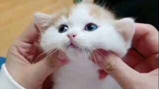 Knead the kitten, stroke the kitten, healing video