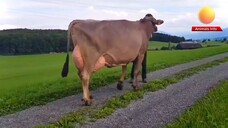 Brown swiss cow, highest milking cow, best dairy breed in Switzerland