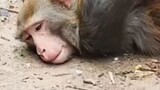 Monyet pengembara menimbulkan masalah di Nanjing, seekor monyet telah ditangkap