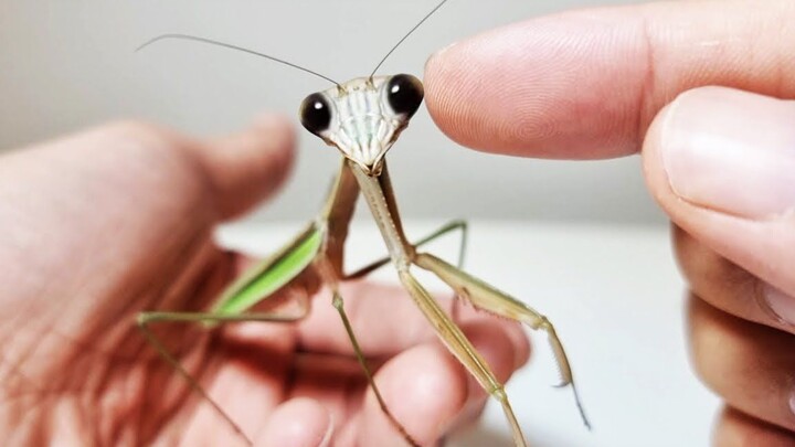 [Animals]Be a friend with a mantis