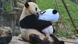 Little panda's new friend