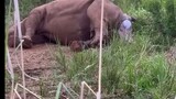 Mama Rhino Giving Birth to Her Baby 🍼 🦏