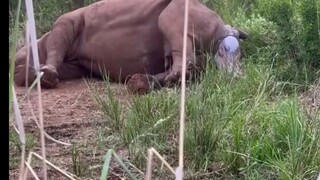 Mama Rhino Giving Birth to Her Baby 🍼 🦏