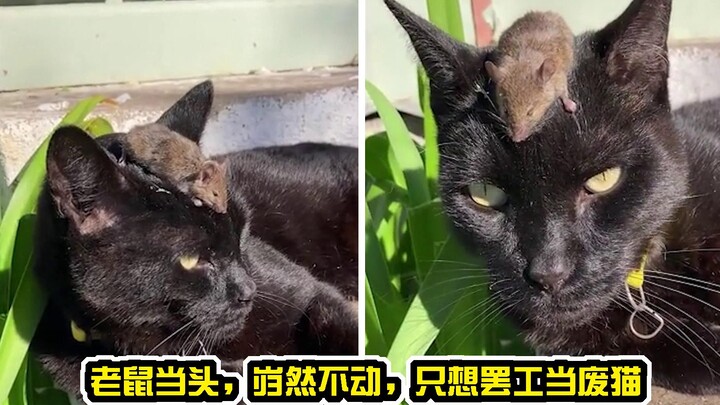 澳洲鼠患肆虐，猫咪疯狂追捕并呕吐出三大只老鼠后，只想罢工当个废猫