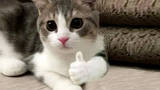 OMG So Cute ♥ Funny Cats and Dogs ตอนที่ 22