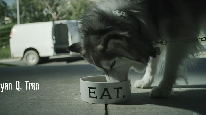 Like Dogs