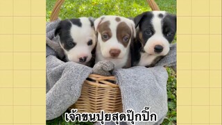 เพื่อนตัวน้อย สัตว์เลี้ยงแสนซน : เจ้าขนปุยสุดปุ๊กปิ๊ก