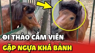 Cô gái đi Thảo Cầm Viên ai dè gặp "NGỰA KHÁ BẢNH" vô cùng Bá Đạo 😂 | Yêu Lu