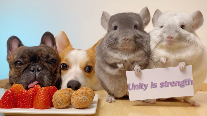 [Animals]Chinchillas and dogs acting as ring girls