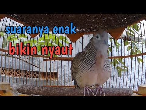 Perkutut lokal bunyi nyantai tapi bikin nyaut.