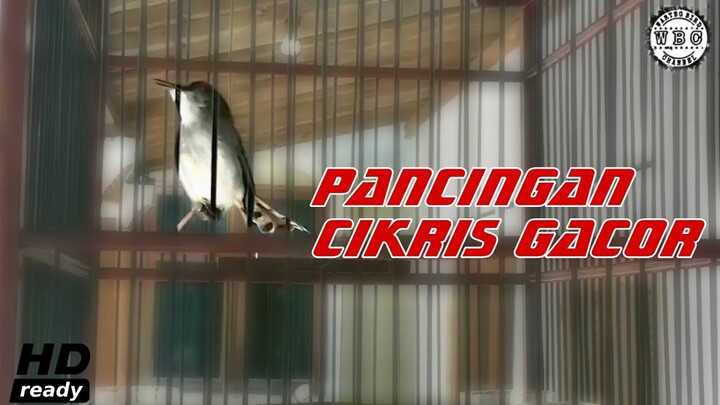 masteran pancingan ciblek kristal gacor||ngotot