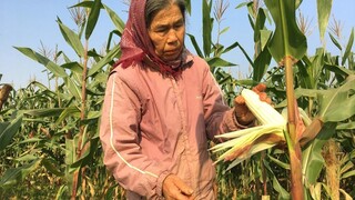 Mẹ thu hoạch ngô và làm món cháo ngô đơn giản đậm đà hương vị quê( Corn porridge)Cơm Mẹ Nấu