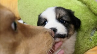 [Dog] My dog and a puppy