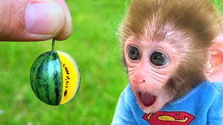 Monkey Baby Bon Bon ซักผ้าในห้องน้ำและกินแตงกับลูกสุนัขในสวน