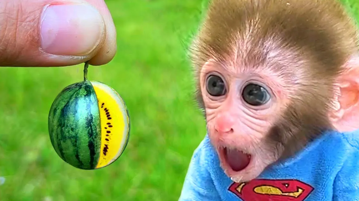 Monkey Baby Bon Bon ซักผ้าในห้องน้ำและกินแตงกับลูกสุนัขในสวน