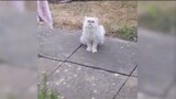 Favorite cat video 😂
