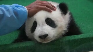 Panda Yi Yi in Malaysia - Sweet Daily [Ep1]