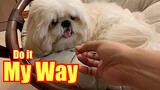 Shih Tzu Likes To Eat His Food In His Own Way (Cute & Funny Dog Video)
