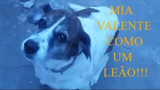 Minha cachorra Mia é calminha, mais é valente como um leão!