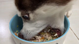 Chó Husky: Hãy xem tốc độ ăn của ta đây!